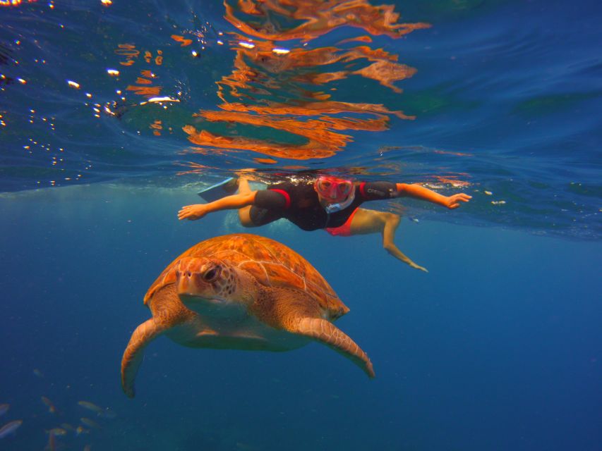 Tenerife: Snorkel with Turtles - Price and Value: Is $81 Worth It?
