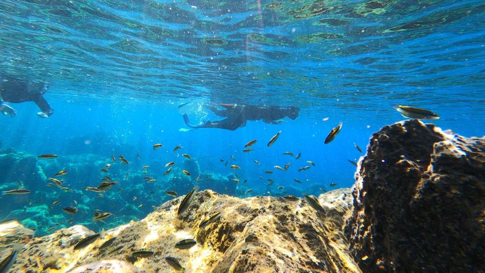 Tenerife: Snorkeling Tour in a Marine Protected Area - Price and value: $45 for gear, coaching, and media