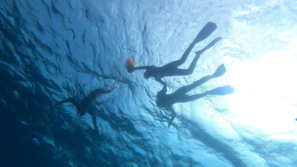 Tenerife: Snorkeling Tour in a Marine Protected Area - What you might see: fish, turtles, octopus, and a surprise factor