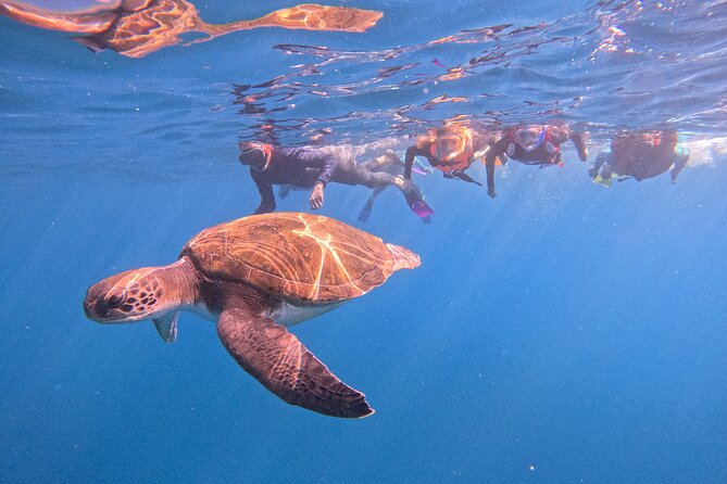 Tenerife Snorkeling Tour in turtle habitat - Key things I’d watch for on this Tenerife turtle snorkeling tour