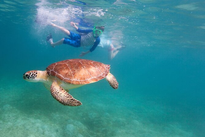 Tenerife Snorkeling Tour in turtle habitat - Shower and terrace time: resetting on land