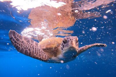 Tenerife Snorkeling Tour in turtle habitat - Speedboat to El Palm-mar: the first snorkel moment