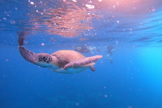 Tenerife Snorkeling Tour in turtle habitat - Turtle habitat snorkeling: how to think about your odds
