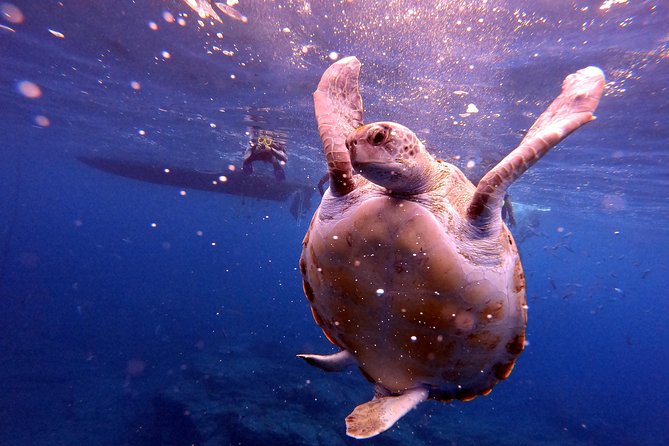 Tenerife Snorkeling Tour in turtle habitat - Guides and safety: what “supervised snorkeling” actually means