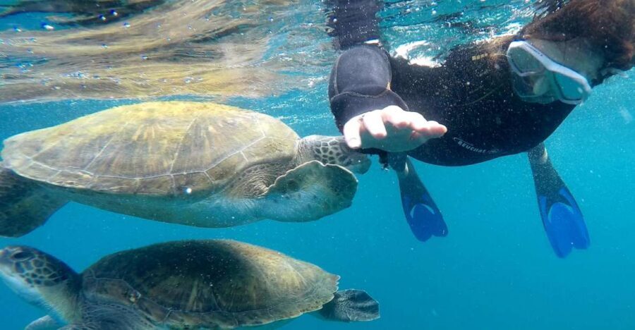 Tenerife: Snorkeling Trip in a Turtle Habitat - Key things to know before you go