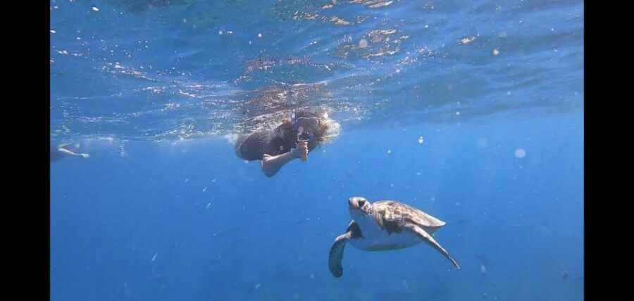 Tenerife: Snorkeling Trip in a Turtle Habitat - Stop 1 and Stop 2: the safety briefing that makes beginners comfortable