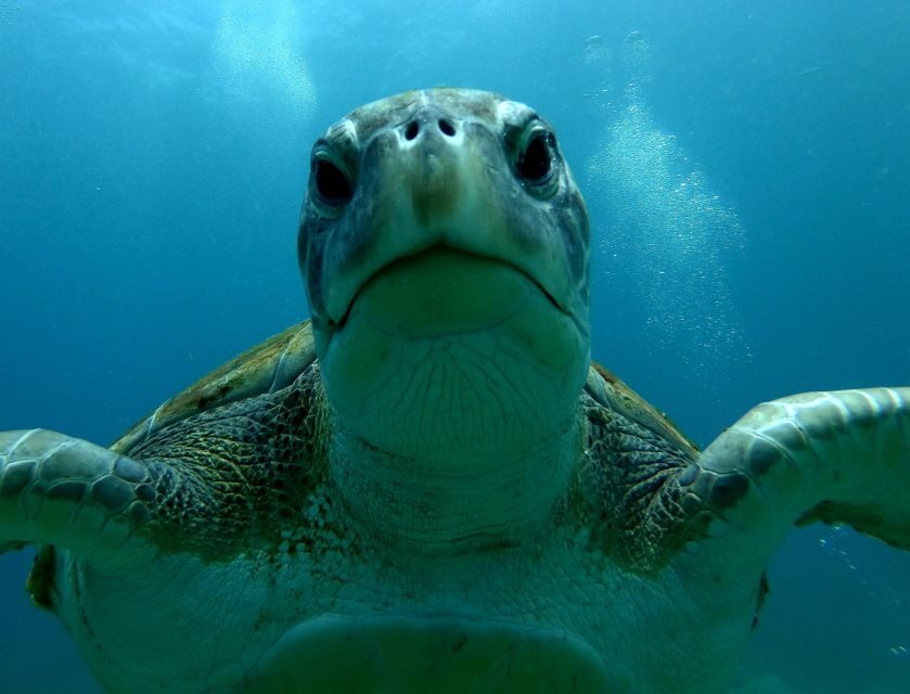 Tenerife: Snorkeling Trip in a Turtle Habitat - Stop 3 and Stop 5: two quick speedboat rides with real coast views