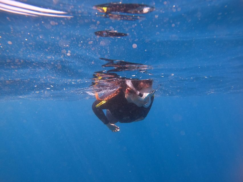 Tenerife: Snorkeling Trip in a Turtle Habitat - Stop 4: 50 minutes snorkeling in a turtle habitat