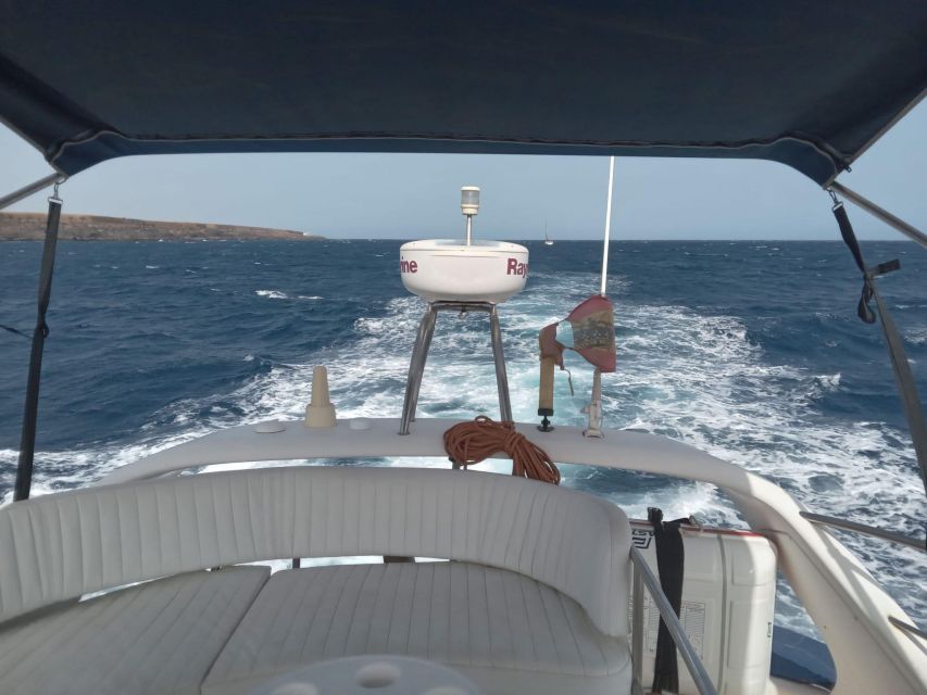 Tenerife south: safari with luxury boat , animals encounters - Price and Value: Is $73 Worth It?