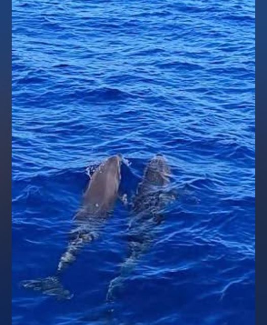 Tenerife: Sunset Catamaran Tour with Transfer, Buff & Drinks - Getting on Board: pickup, meeting spots, and what the timing feels like