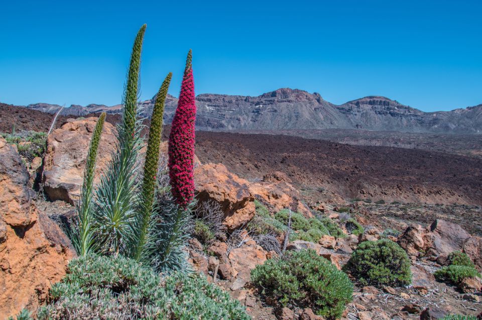 Tenerife: Teide and Las Cañadas Half-Day Tour - Price and value: does $58 for Teide make sense?