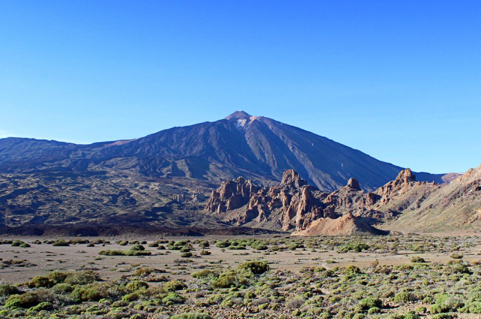 Tenerife: Teide and Las Cañadas Half-Day Tour - Teide National Park pine forests: the calm before the volcanic stuff