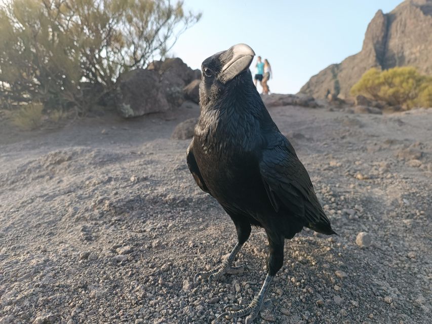 Tenerife: Teide, Masca, Garachico, and Sunset Exclusive Tour - Teide’s volcanic grounds: from lunar feel to sunset