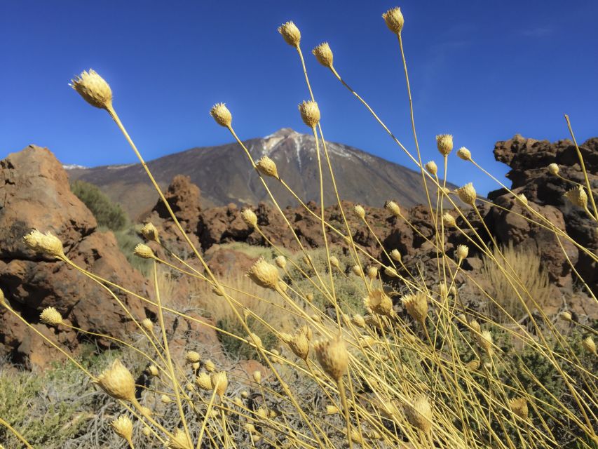 Tenerife: Teide National Park & Teno Rural Park Private Tour - Price and Value for Two People at $888 per Group
