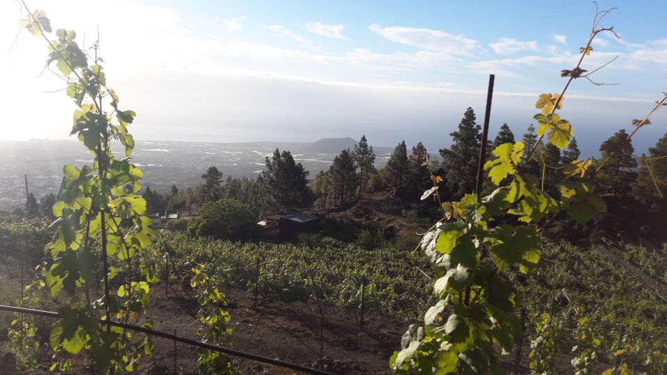 Tenerife: Tour of an Organic Vineyard with Tasting & Snacks - Entering a heroic high-mountain vineyard on Tenerife
