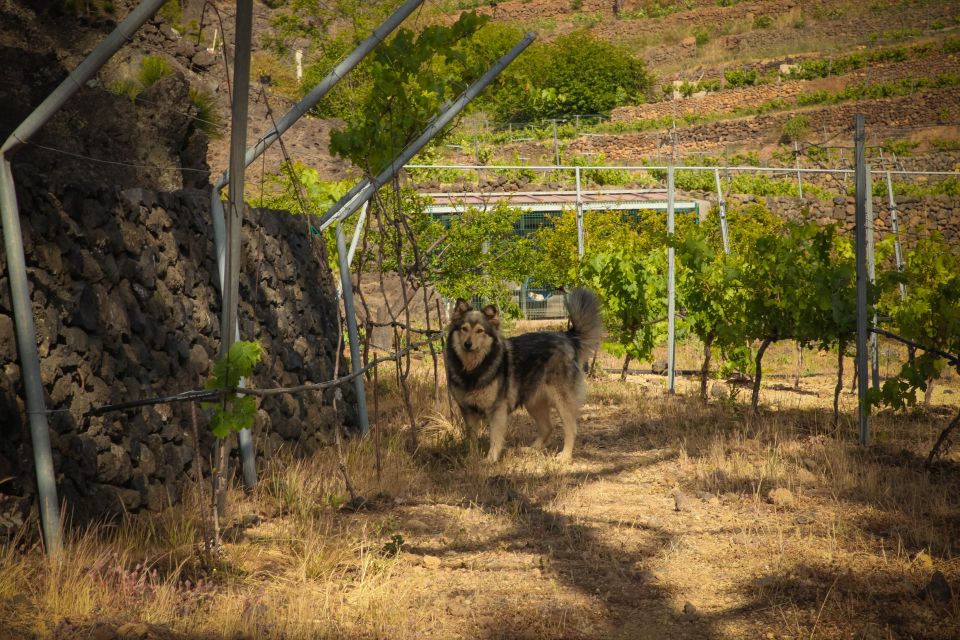 Tenerife: Tour of an Organic Vineyard with Tasting & Snacks - Price and logistics: what you’re paying for