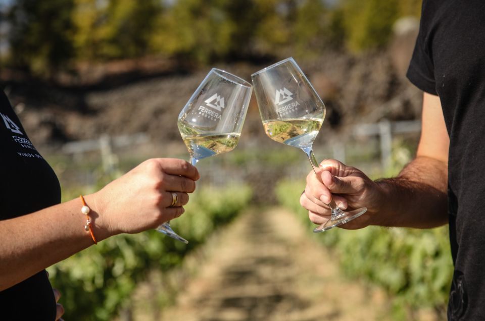 Tenerife: Tour of an Organic Vineyard with Tasting & Snacks - What the tastings taught me to notice (without overcomplicating wine)
