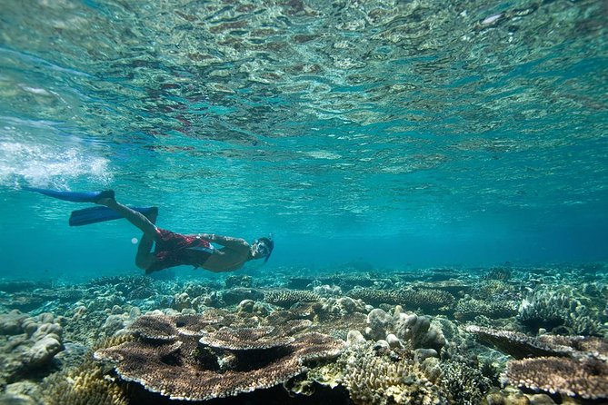 Tenerife Turtle and Snorkel Tour from Costa Adeje - Turtle Country Off Costa Adeje: What Makes This Tour Worth It