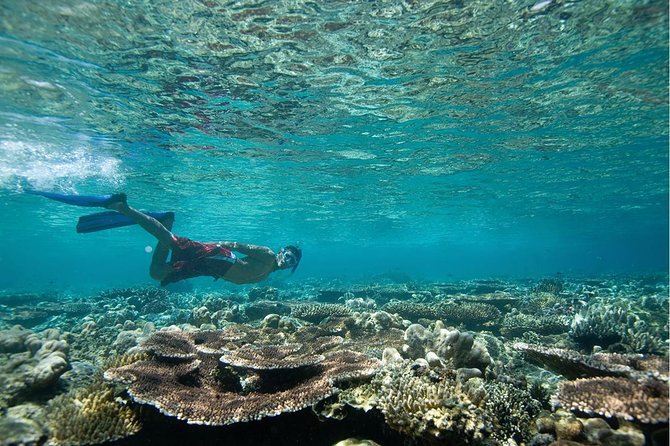 Tenerife Turtle and Snorkel Tour from Costa Adeje - Turtles Aren’t Guaranteed: How to Set the Right Expectations