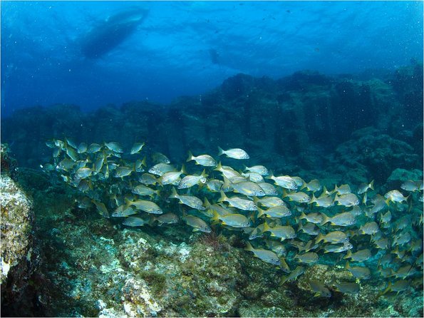 Tenerife Turtle and Snorkel Tour from Costa Adeje - Safety, Swim Skills, and Keeping Calm in Open Water