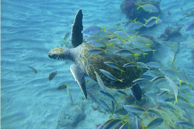 Tenerife Turtle and Snorkel Tour from Costa Adeje - Boat Ride Reality Check: Time, Weather, and Group Size