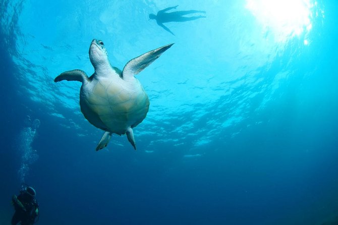Tenerife Turtle and Snorkel Tour from Costa Adeje - Photo Rules and On-Board Perks