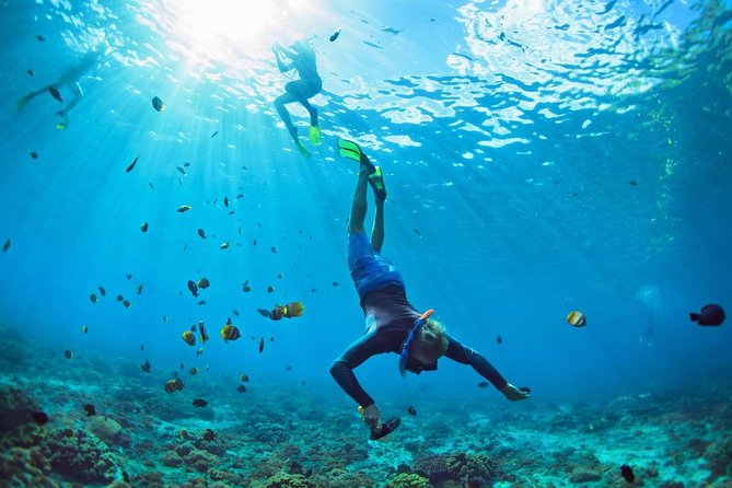 Tenerife Turtle and Snorkel Tour from Costa Adeje - From Meeting Point to Boat: How the 3-Hour Flow Works