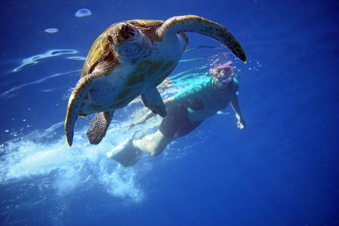 Tenerife: Turtle & Dolphin Kayak Tour with Snorkel & Wetsuit - Key Points You Should Know Before You Go