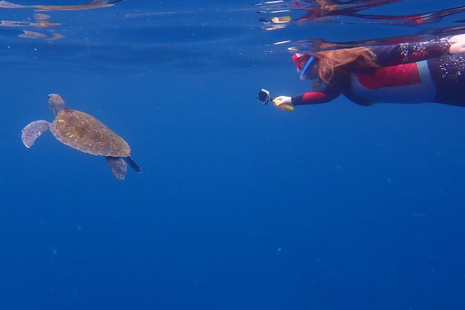 Tenerife: Turtle & Dolphin Kayak Tour with Snorkel & Wetsuit - Physical Fitness, Weight Limits, and Who Should Skip It