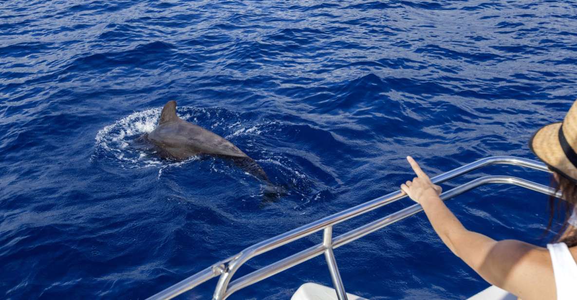 Tenerife: Whale and Dolphin Watching Tour by Sailboat - How the crew helps you read what you’re seeing (names included)