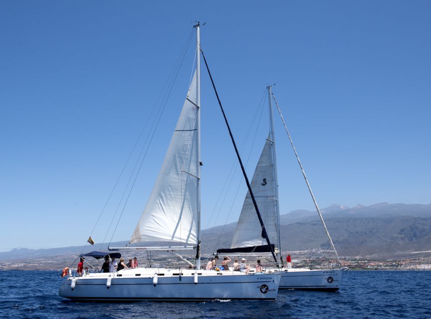Tenerife: Whale and Dolphin Watching Tour by Sailboat - Wildlife encounters: what it feels like when dolphins show up