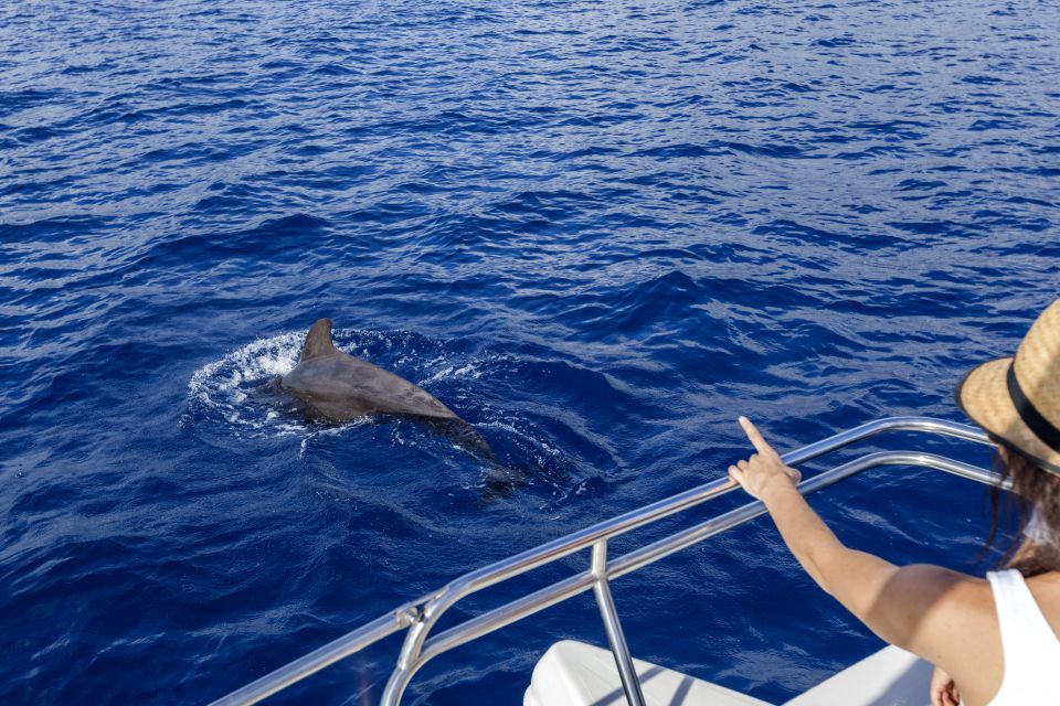 Tenerife: Whale and Dolphin Watching Tour by Sailboat - Sailing out along the south coast: why this route matters for dolphins and whales