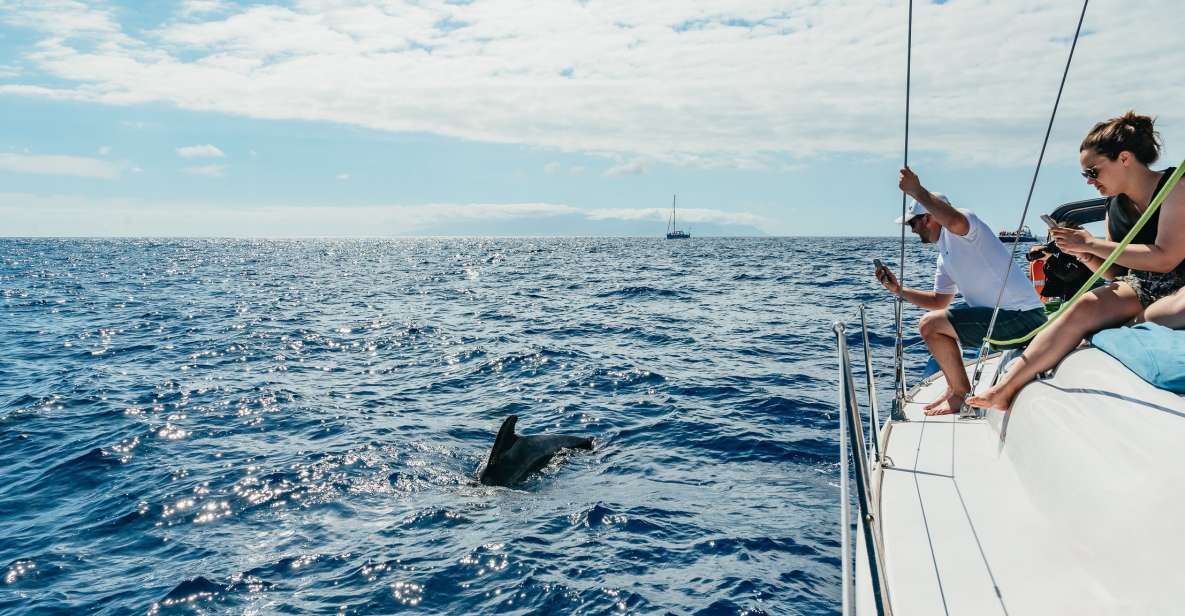 Tenerife: Whale & Dolphin Watching with Drinks and Snacks - Key things that make this cruise worth your time
