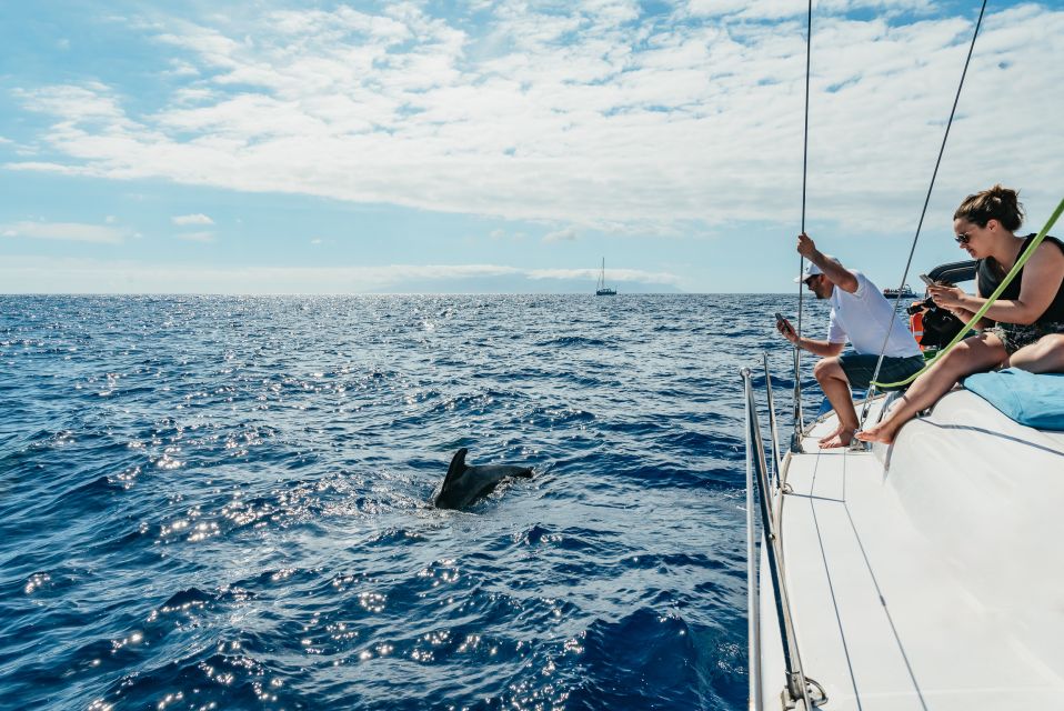 Tenerife: Whale & Dolphin Watching with Drinks and Snacks - Why southern Tenerife works so well from a small yacht