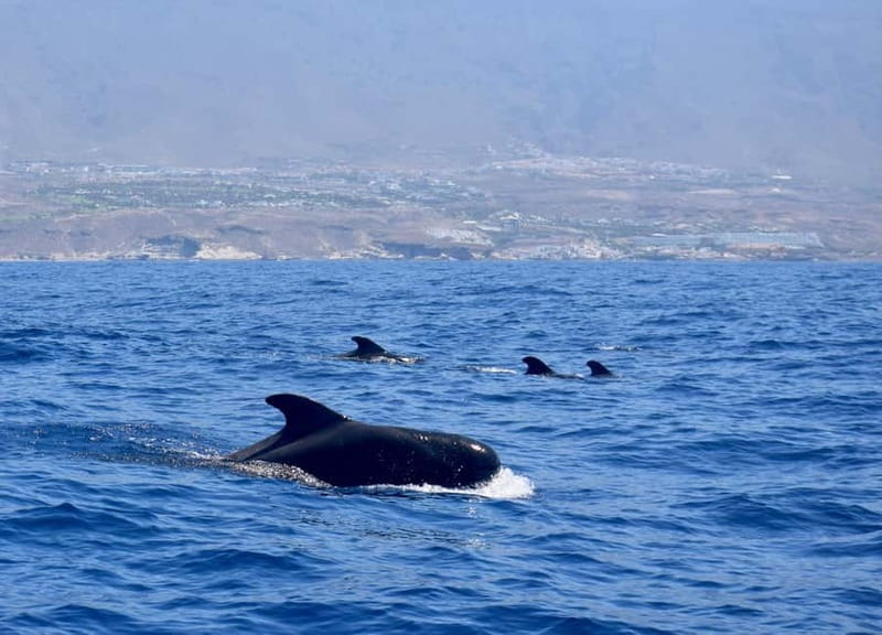 Tenerife Whale Watching and Snorkeling Yacht Trip - What $62.68 gets you on Tenerife’s water
