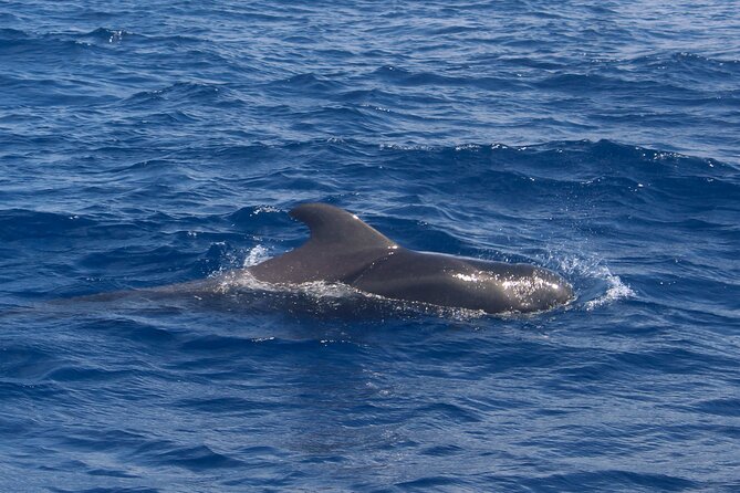 Tenerife Whale Watching and Snorkeling Yacht Trip - Crew and service: why names like Vladka and Dani matter