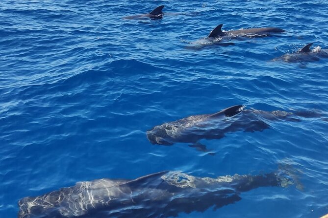 Tenerife Whale Watching and Snorkeling Yacht Trip - Snacks, drinks, and the small-boat “this feels real” factor