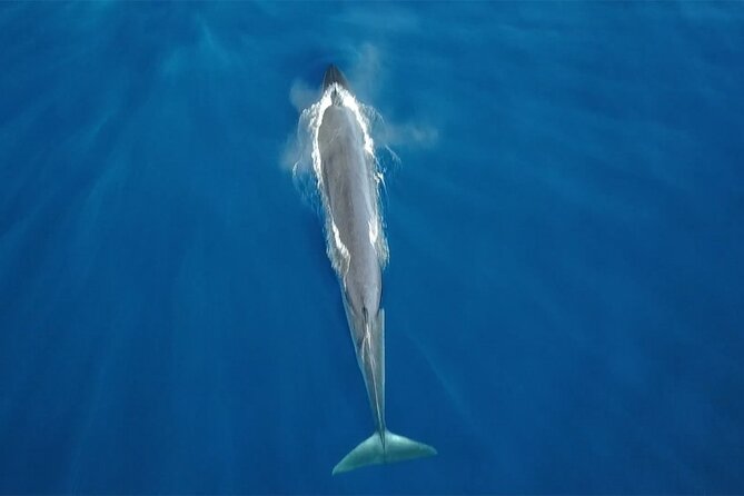 Tenerife Whales and Dolphins Watching Experience in Catamaran - Key things to know before you go