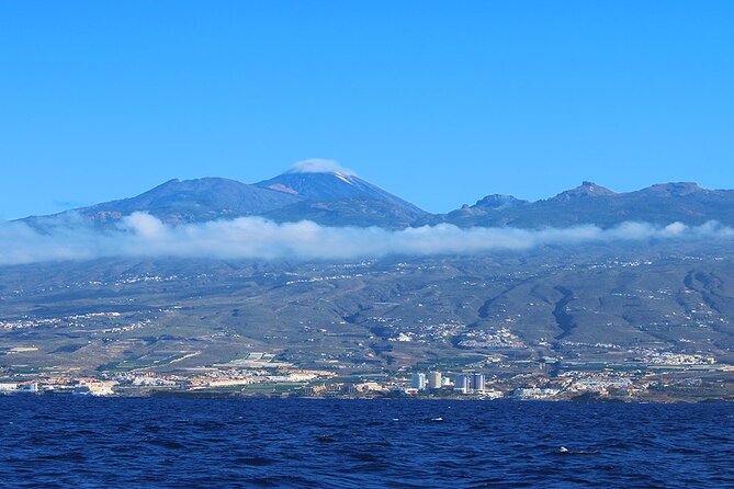Tenerife Whales and Dolphins Watching Experience in Catamaran - A whale-and-dolphin cruise that feels practical, not fussy