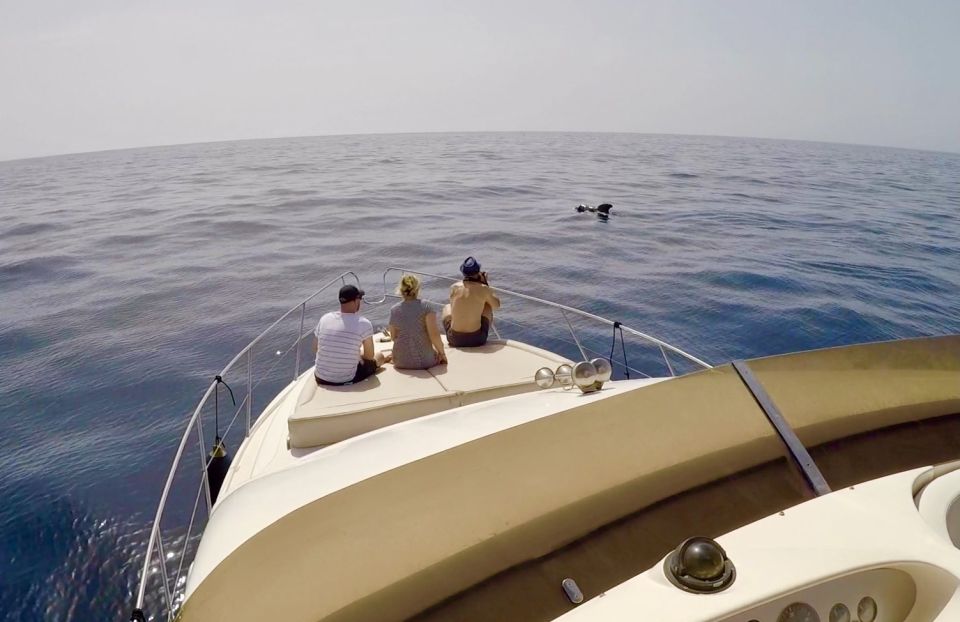 Tenerife: Whales and Snorkeling Tour on a Luxury Yacht - Whale watching odds: what to expect realistically