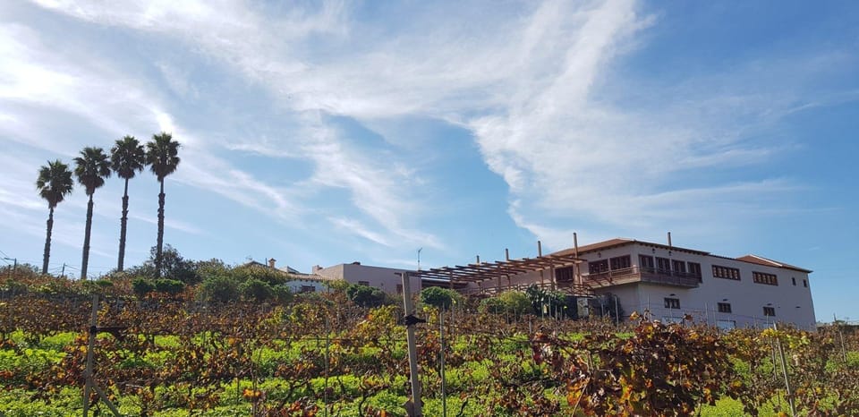 Tenerife Wine: Guided Tour & Tasting with Canarian bites - Key highlights that make this tour worth your time