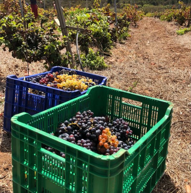 Tenerife Wine: Guided Tour & Tasting with Canarian bites - Price and value: what $25 buys you on-site