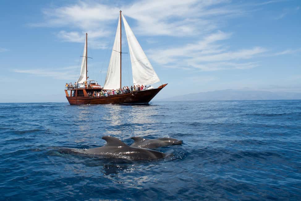 Tenerife:Respectful Whale Watching, Pirate Ship, & Swim - Portuguese goleta vibes, plus Tenerife’s whale routes