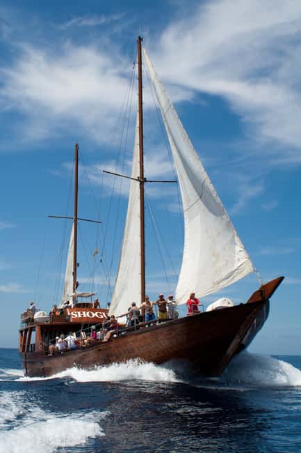 Tenerife:Respectful Whale Watching, Pirate Ship, & Swim - Drinks, toilets, and where to watch from