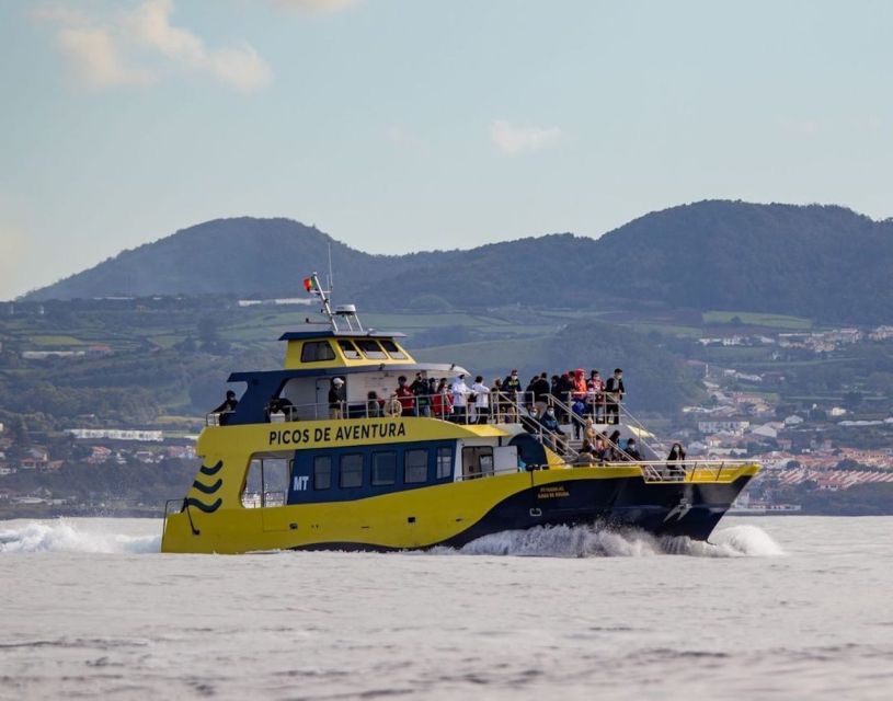 Terceira: Half-Day Dolphin and Whale Watching Tour - What to pack: the practical kit that makes sea time easier