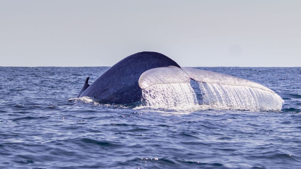 Terceira: Half-Day Dolphin and Whale Watching Tour - Meeting at Pátio da Alfândega: where your Terceira sea day begins