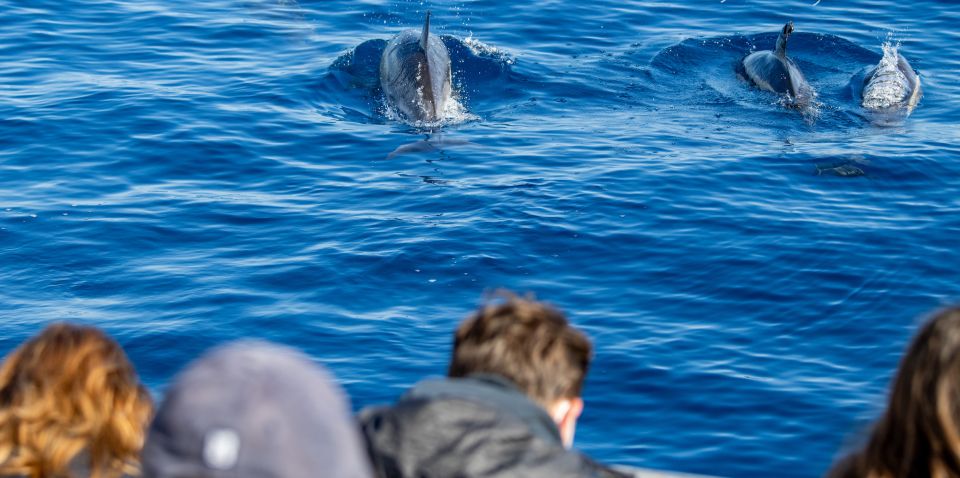 Terceira: Half-Day Dolphin and Whale Watching Tour - Out on the water near Picos de Aventura: how the crew finds whales and dolphins