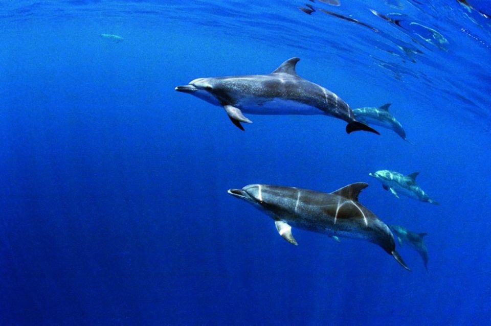 Terceira: Half-Day Dolphin and Whale Watching Tour - When you spot sperm whales, humpbacks, or just lots of dolphins