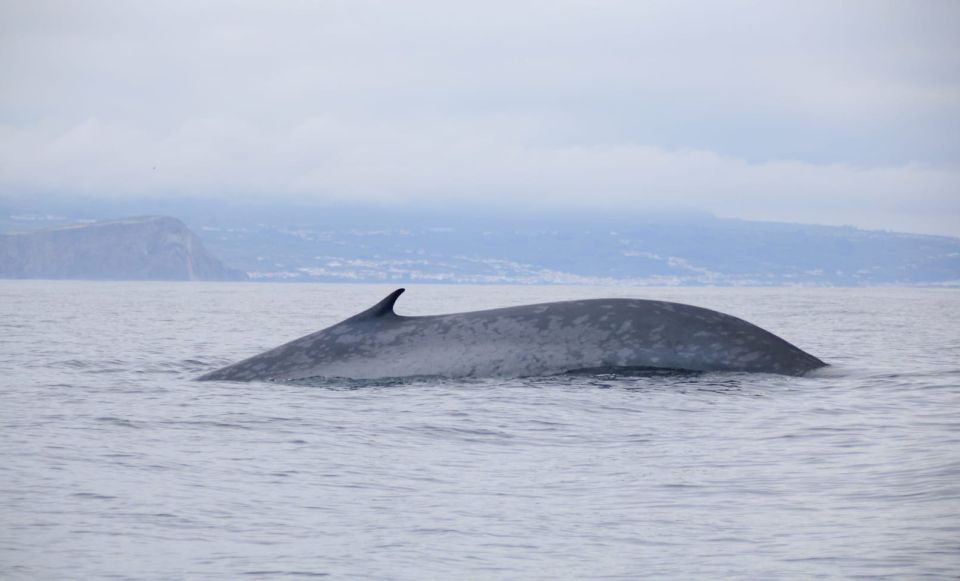 Terceira: Half-Day Dolphin and Whale Watching Tour - The speed, timing, and why the trip is built around a 3-hour window