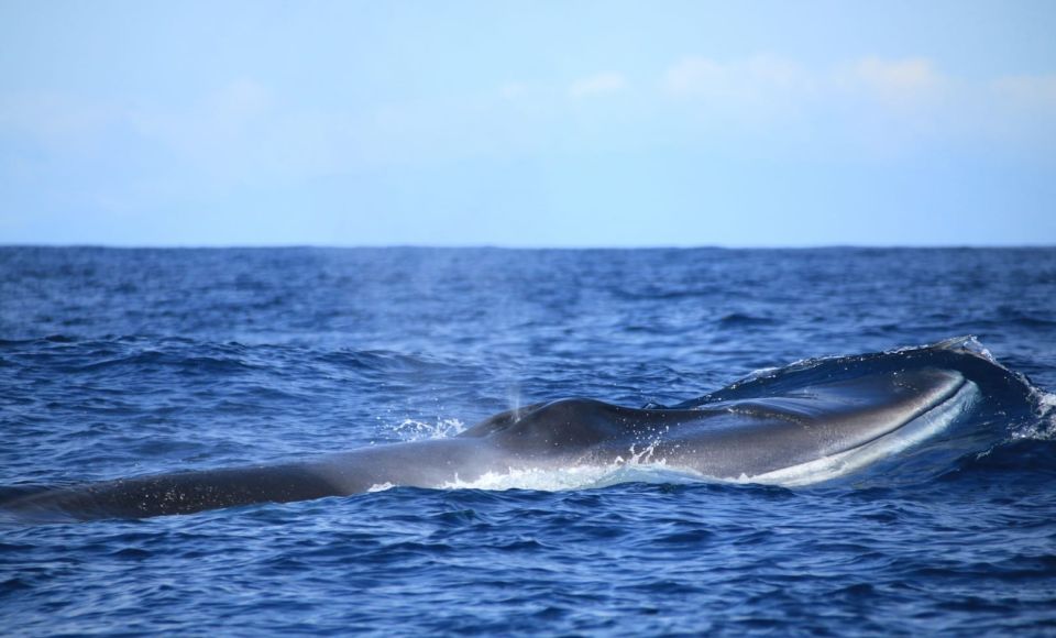 Terceira: Half-Day Dolphin and Whale Watching Tour - Coastline geology and a possible stop at Ilhéu das Cabras
